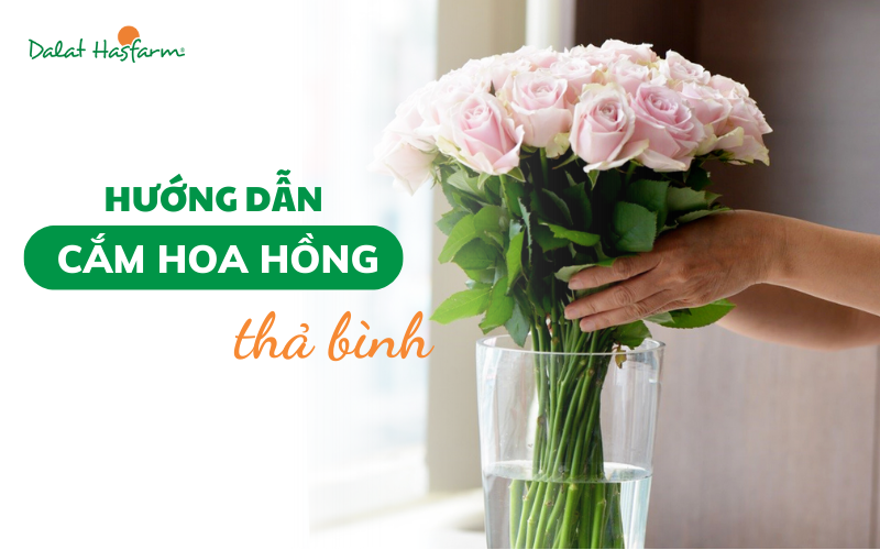 Minh họa cách bảo quản bông hồng đẹp nhất tươi lâu, bao gồm việc cắt gốc xéo dưới nước, sử dụng bình sạch và dưỡng chất.